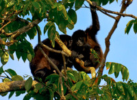 Howler Monkey