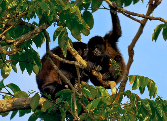 Howler Monkey