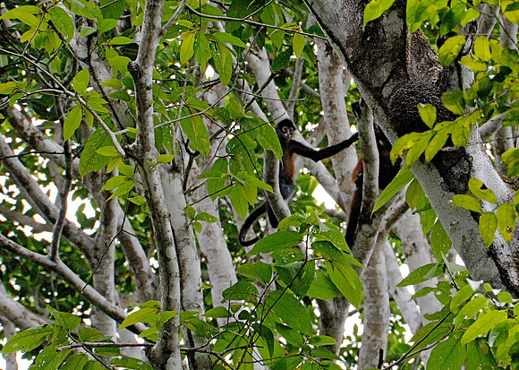 Spider MonkeyWhite-nosed Coati