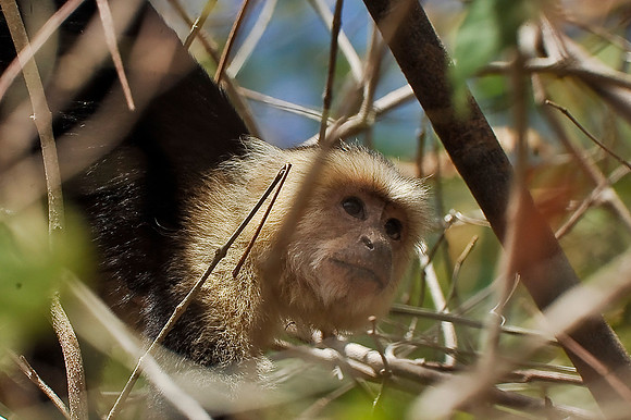 White-faced Monkey