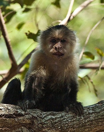 White-faced Monkey