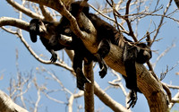 Howler Monkey