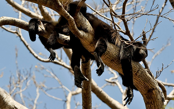 Howler Monkey