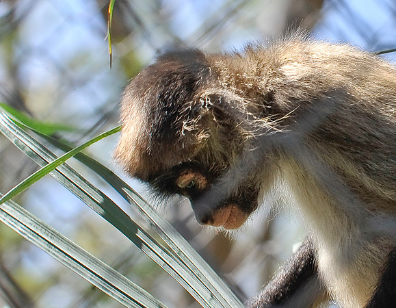 White-faced Monkey