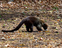 White-nosed Coati
