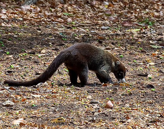White-nosed Coati
