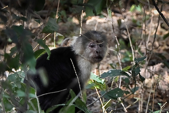 White-faced Monkey
