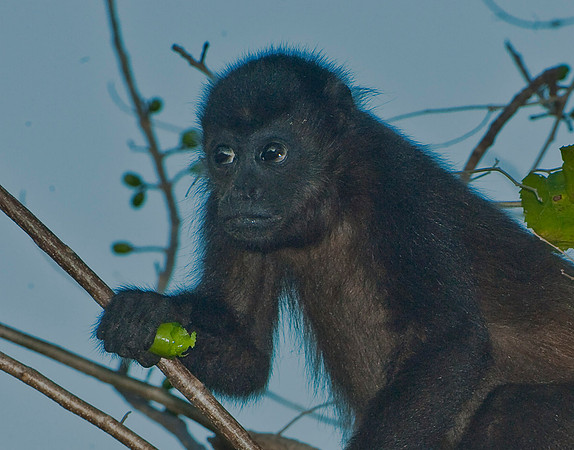 Howler Monkey