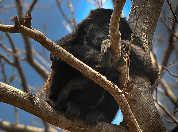Howler Monkey