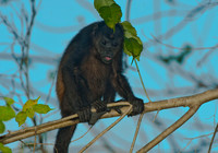 Howler Monkey