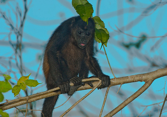 Howler Monkey