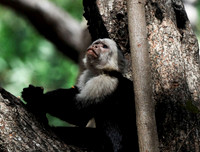 White-faced Monkey