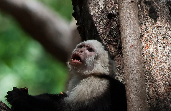 White-faced Monkey