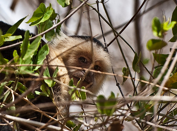 White-faced Monkey