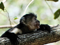White-faced Monkey