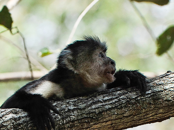 White-faced Monkey