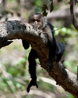 White-faced Monkey