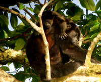 Howler Monkey