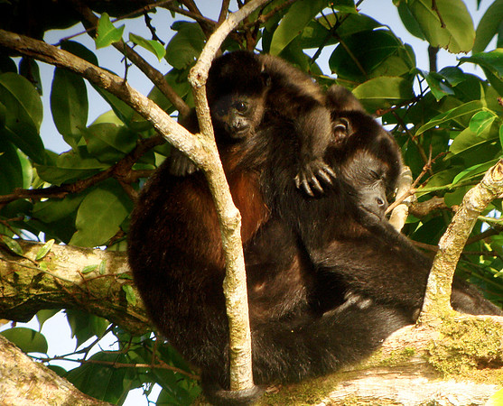 Howler Monkey