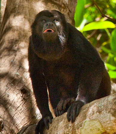Howler Monkey
