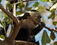 White-faced Monkey