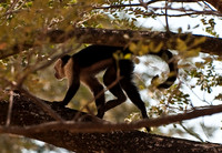 Howler Monkey
