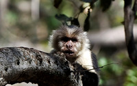 White-faced Monkey