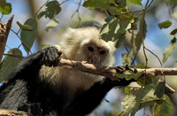 White-faced Monkey