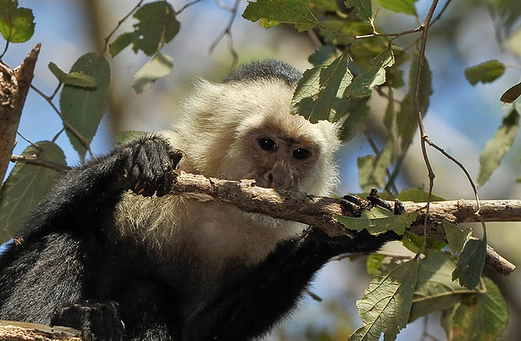 White-faced Monkey