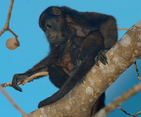 Howler Monkey