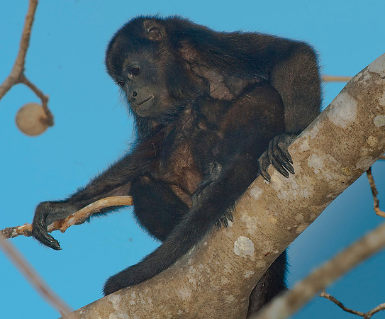 Howler Monkey