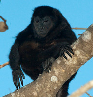 Howler Monkey