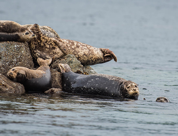 Harbor Seals