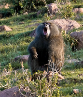 African Safari 2