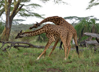 Wild Romances