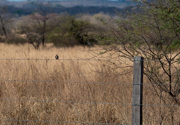 Bird on a wire