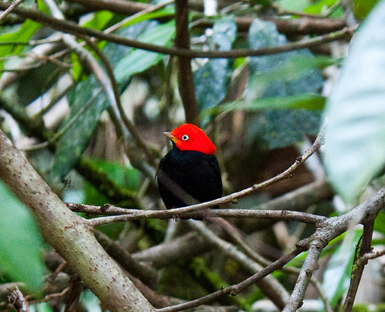 Red-capped Manakin