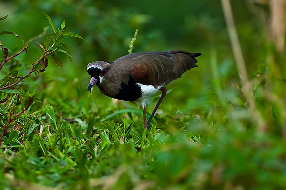 Lapwing