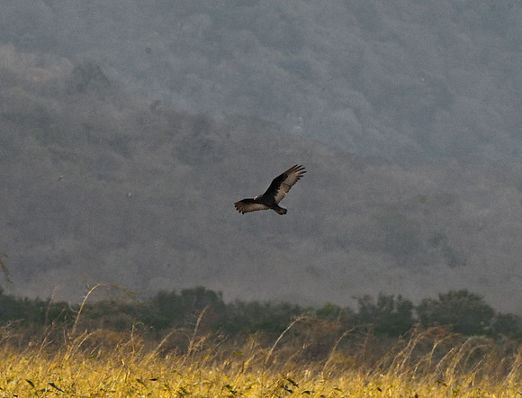Zone-tailed Hawk