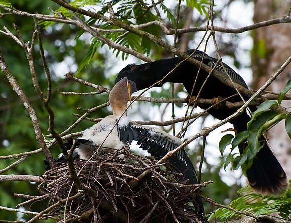 Anhinga feeding baby chick