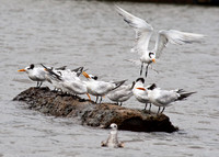 Sandwich Terns