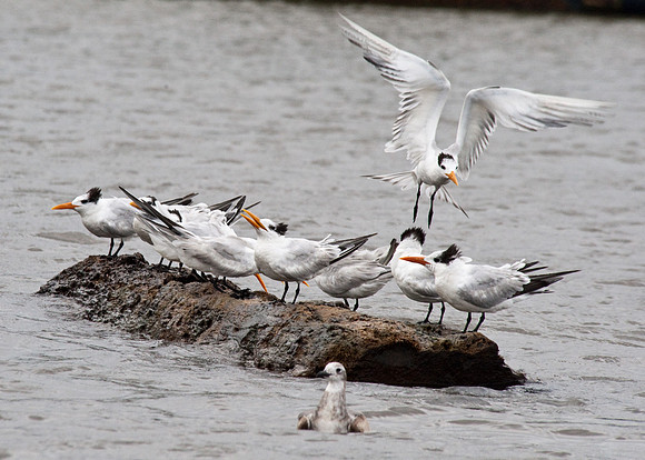 Sandwich Terns