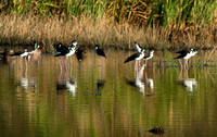 Black-necked Stilt
