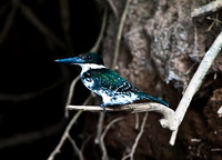 Green Kingfisher