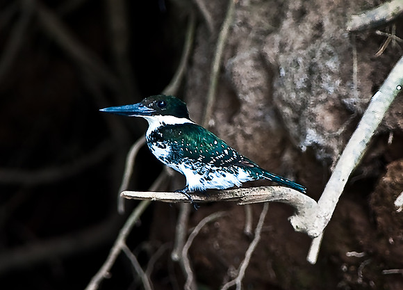 Green Kingfisher
