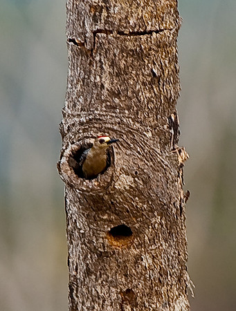 Golden-naped Woodpecker