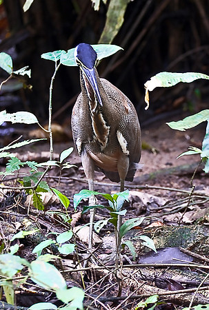 Tiger Heron