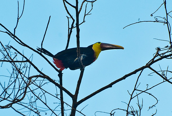 Toucan
