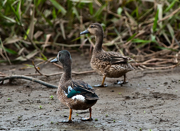 Blue-winged Teal