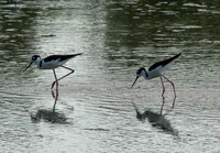 Black-necked Stilt